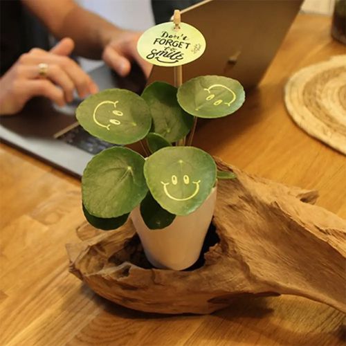 Smylieplante i keramisk potte - Billede 6